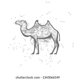 camel.  Polygonal wireframe camel silhouette. low poly vector illustrations on background of points and lines.