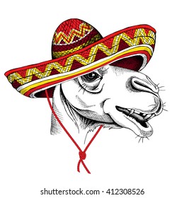 Camel portrait in a mexican hat. Vector illustration.