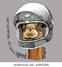 Camel portrait in a racer modern helmet. Vector illustration.