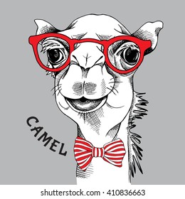 Camel portrait in a red glasses with tie. Vector illustration.