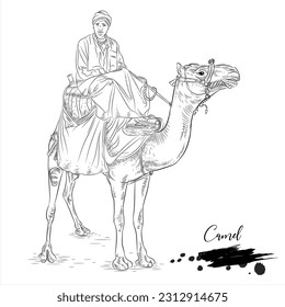 Camel, realistic animal sketch, vector illustration