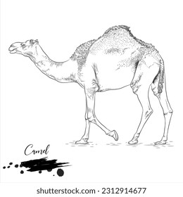 Camel, realistic animal sketch, vector illustration