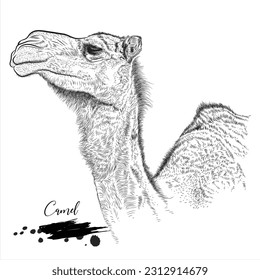 Camel, realistic animal sketch, vector illustration