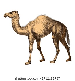 Kamel in realistischer Vektorgrafik