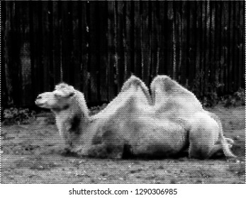 Camel resting. Vector illustration. Halftone style.