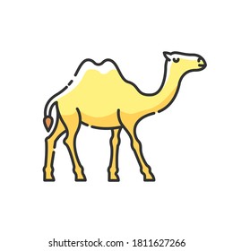 Camel RGB color icon. Arabian domesticated animal, tropical climate fauna. Exotic wildlife, wilderness inhabitant. Two humped camel isolated vector illustration