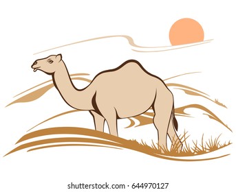 Camel in Sand dunes