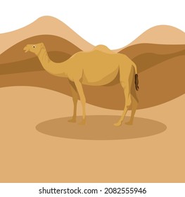 Camel in the sand, illustration, vector on a white background.