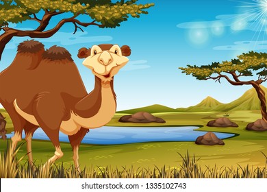 A camel in savana illustration