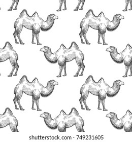 Camel. Seamless pattern with animals of Africa. Hand drawing of wildlife. Vector illustration art. Black and white. Old engraving. Vintage. Design for fabrics, paper, textiles, fashion.
