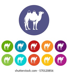 Camel set icons in different colors isolated on white background