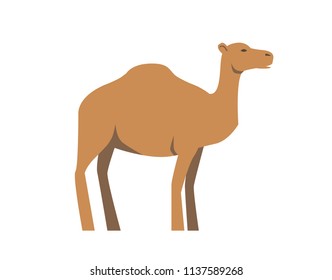 Camel, ship of desert. Flat vector illustration. Isolated on white background