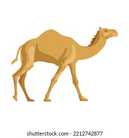 Camel side way. Cartoon wild animals with humps, caravan of dromedary in desert isolated in white background. Africa, tourism concept for poster, flyer or postcard
