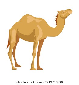 Camel side way. Wild animals with humps, caravan of dromedary in desert isolated in white background. Africa, tourism concept for poster