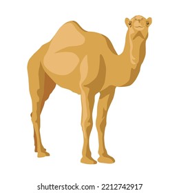 Camel sideway. Cartoon collection of wild animals with humps, caravan of dromedary in desert isolated in white background. Africa, tourism concept for poster, flyer or postcard