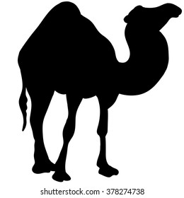 camel silhouette 