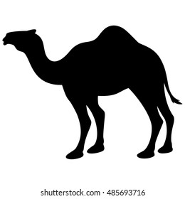 Camel Silhouette