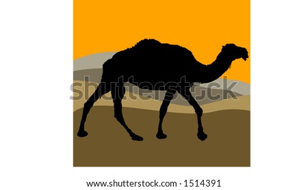 camel silhouette