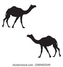 Camel Silhouette, Camel illustration, Camel icon Silhouette, Camel Silhouette illustration
