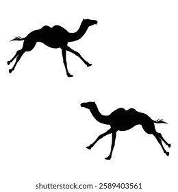 Camel Silhouette, Camel illustration, Camel icon Silhouette, Camel Silhouette illustration