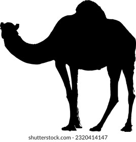 camel silhouette illustration, camel vector suitable to be a template background or qurban coupon during Eid al-Adha