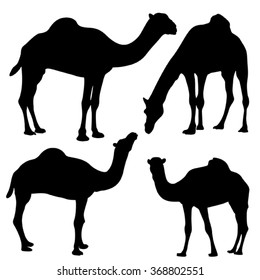 Camel Silhouette Isolated