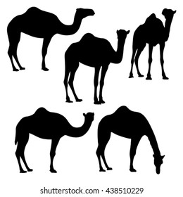 camel Silhouette isolated