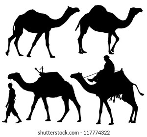 Camel Silhouette on white background