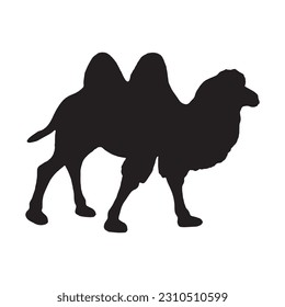 Camel Silhouette auf weißem Hintergrund
