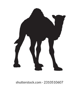Camel Silhouette on white background
