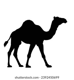 Camel Silhouette on White Background.