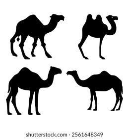 Camel silhouette  on white background.