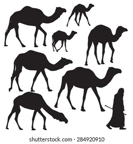 Camel Silhouette on white background