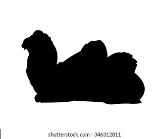 Camel Silhouette on White Background