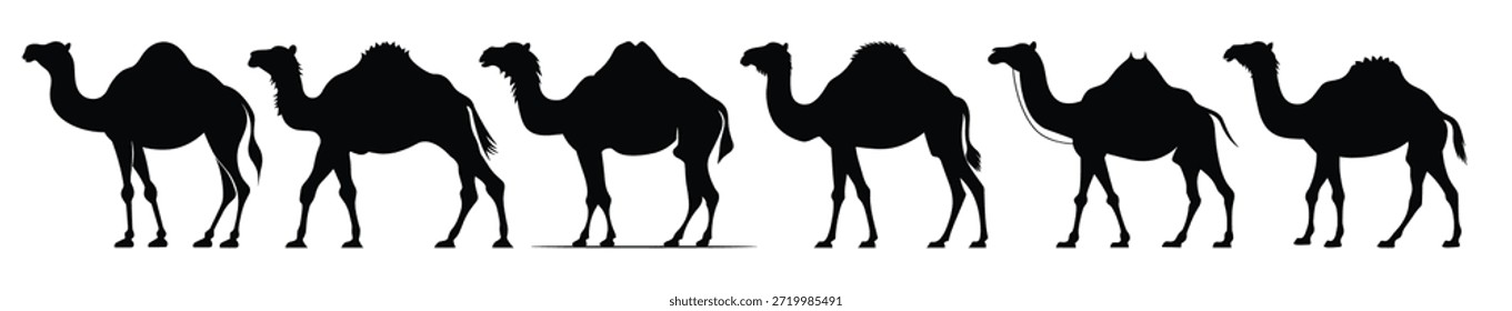 Kamel Silhouette Vektorbündel Kamele Silhouetten schwarz