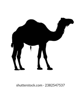 Camel Silhouette. Camel Vector Illustration.