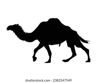 Camel Silhouette. Camel Vector Illustration.