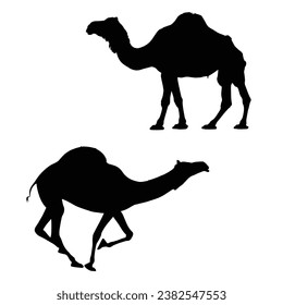 Camel Silhouette. Ilustración del vector del camello.