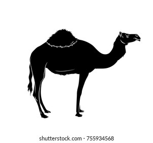 Camel Silhouette Vector Illustration