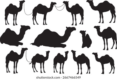 Camel Silhouette Vector Set Desert Animal Outline Icons Collection