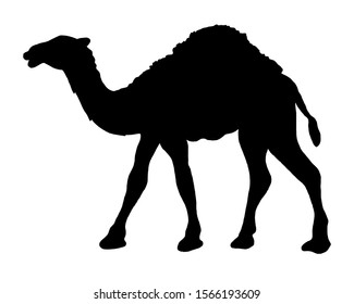 Camel simple graphic icon. Black arabic sign isolated on white background. Camel symbol of desert. Vector illustration.