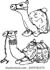 A camel sitting on the ground, with a walking saddle and hanging embellishments on the harness.  Ink line drawing