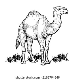 Camel sketch art flat illustration