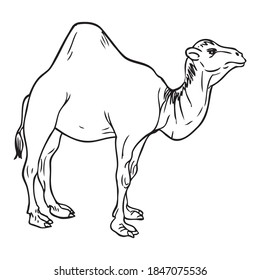 camel sketch illustration,isolated on white background for education,animals top view