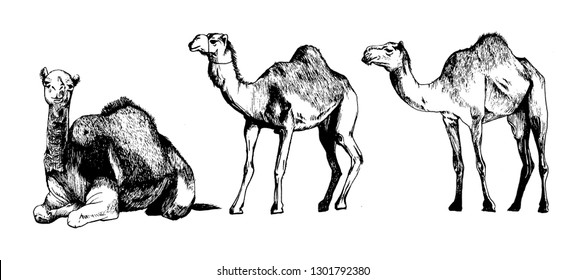 Camel Sketch, Realistic isolated camel drawing vector, hand drawn camel illustration, Silhouette of camel.