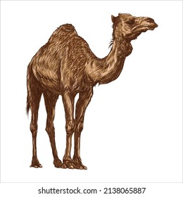 Esbozo de camello, vector de dibujo de camello aislado realista, ilustración de camello dibujado a mano, silueta de camello