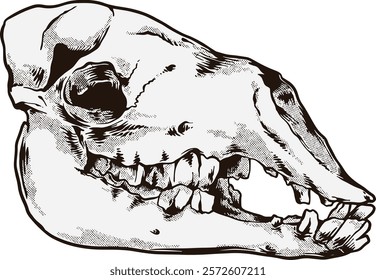 Camel Skull Digital Hand drawn Line art Sketch Vector illustration black and white