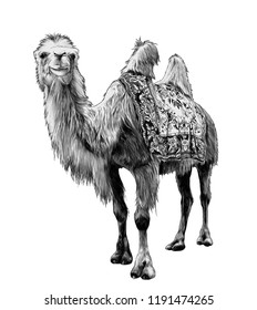 camel stands tall and has a carpet with patterns on its back, sketch vector graphics monochrome illustration on white background