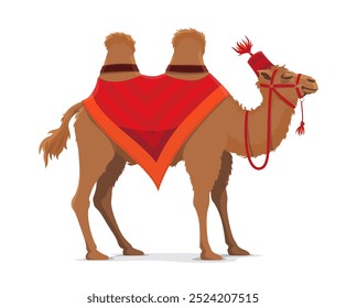 Camel of tent circus, cartoon character from funfair carnival, vector icon. Circus tamed animal, funny camel with saddle in Arabian hat for kids circus show and shapito entertainment cartoon character