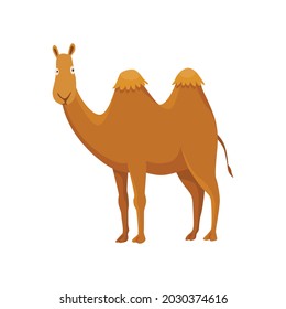Camel with two hump, bactrian. Desert animal standing, side view. Cartoon vector. Flat icon design, isolated on white background